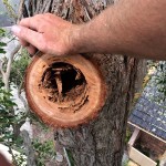 Tree Culture Arborist Melbourne
