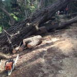 Emergency Arborist Services Melbourne