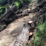Emergency Arborist Services Melbourne