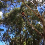 Tree Pruning Melbourne