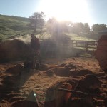 Stump Grinding Melbourne