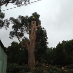 Tree Removal Melbourne