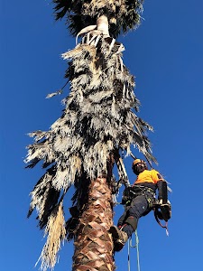 Tree Culture place picture